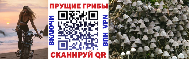 как найти закладки  Семикаракорск  гидра зеркало  Галлюциногенные грибы Psilocybine cubensis 